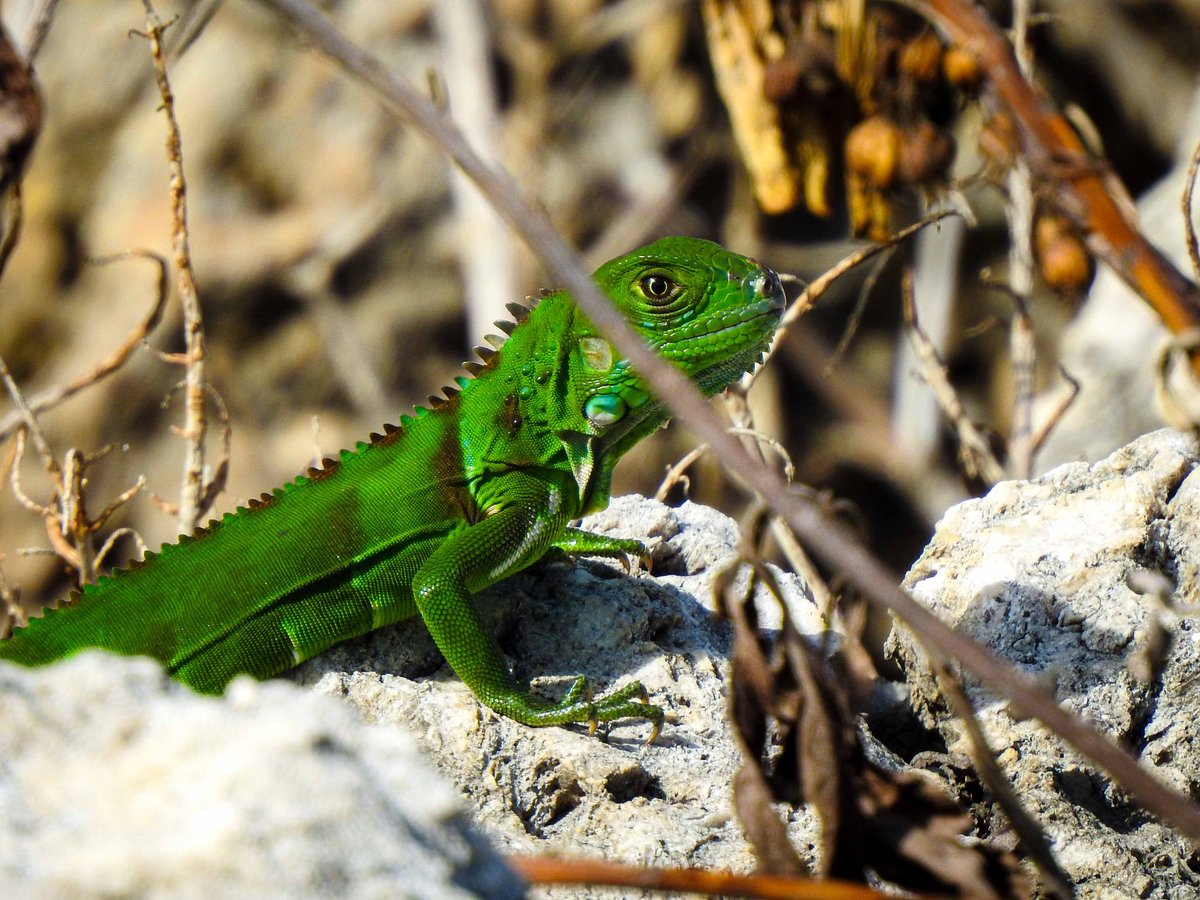 bobbydevito's tweet photo. Iguanas on Saturday in Key West were living it up, not thinking of the impending cold snap 🦎 #iguana #NaturePhotography #lizards #floridaman #chickenofthetree https://t.co/65O6UJheKX