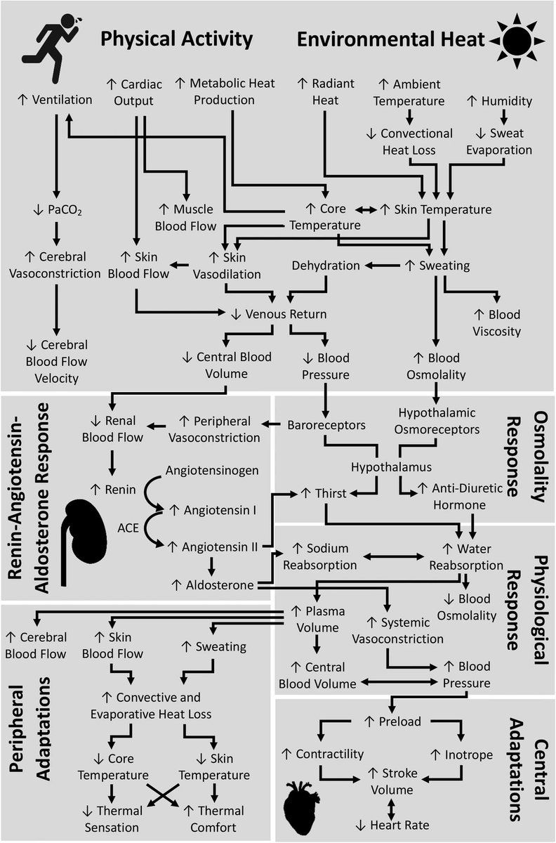 Chris Tyler (@tyler_exphys) on Twitter photo Excellent schematic outlining some of the integrated responses to exercise heat stress from @EdwardAshworth2 <a href="/jimcotternz1/">James David Cotter</a> & <a href="/AndrewEKilding/">Andrew Kilding</a>.
Full paper: ncbi.nlm.nih.gov/pmc/articles/P⦠Excellent schematic outlining some of the integrated responses to exercise heat stress from @EdwardAshworth2 <a href="/jimcotternz1/">James David Cotter</a> & <a href="/AndrewEKilding/">Andrew Kilding</a>.
Full paper: ncbi.nlm.nih.gov/pmc/articles/Pβ¦