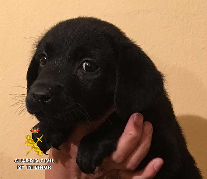 guardiacivil's tweet photo. Cuidado con la compra de mascotas por internet, no estás adquiriendo un coche, un libro o un jersey, estas comprando vida
Desconfía o mejor adopta https://t.co/hRGo9sWtp0