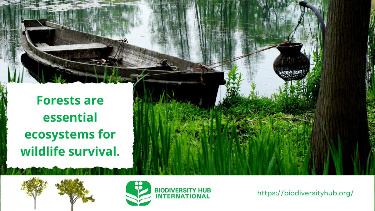 BHI_GLOBAL's tweet image. Wildlife habitats most especially forests have so much declined due to various human-induced practices like Deforestation, Encroachment, Urbanisation and industrialisation. 
This is a big threat to #EndangeredSpecies and may also result into their extinction.
#StopDeforestation