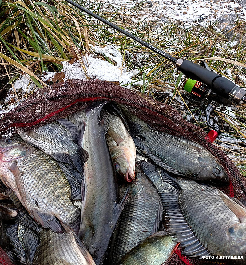 dailyfishing's tweet photo. Если зима надоела: за тилапией со спиннингом.
https://t.co/VhVIGCLTWP https://t.co/OwFhRKUDCK