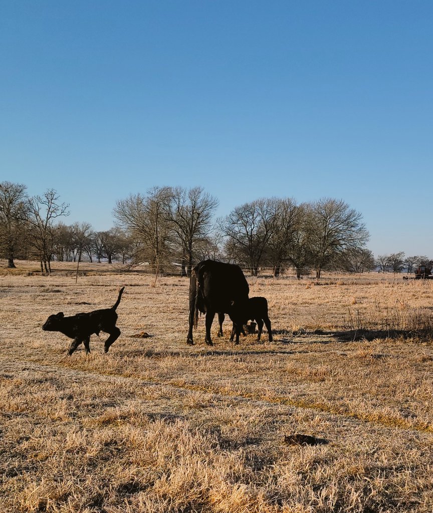 rachcharity's tweet photo. new twins made their presence known! first babies of 2022, help us name them🐄🌟 https://t.co/UfngxoMmhQ