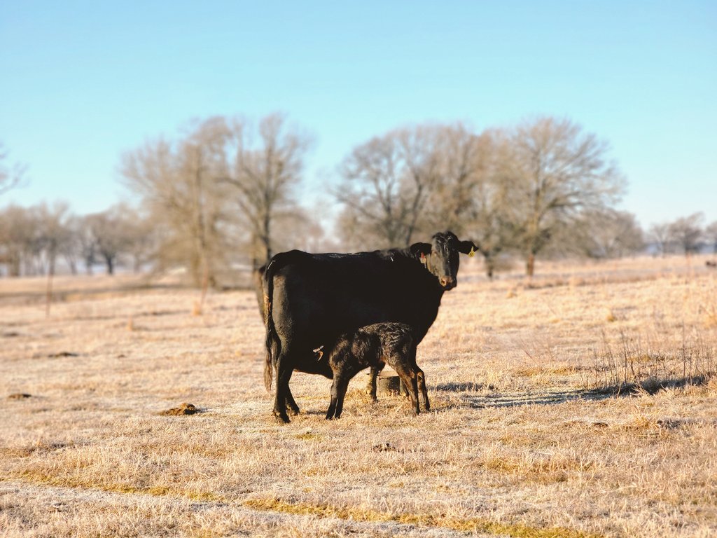 rachcharity's tweet photo. new twins made their presence known! first babies of 2022, help us name them🐄🌟 https://t.co/UfngxoMmhQ
