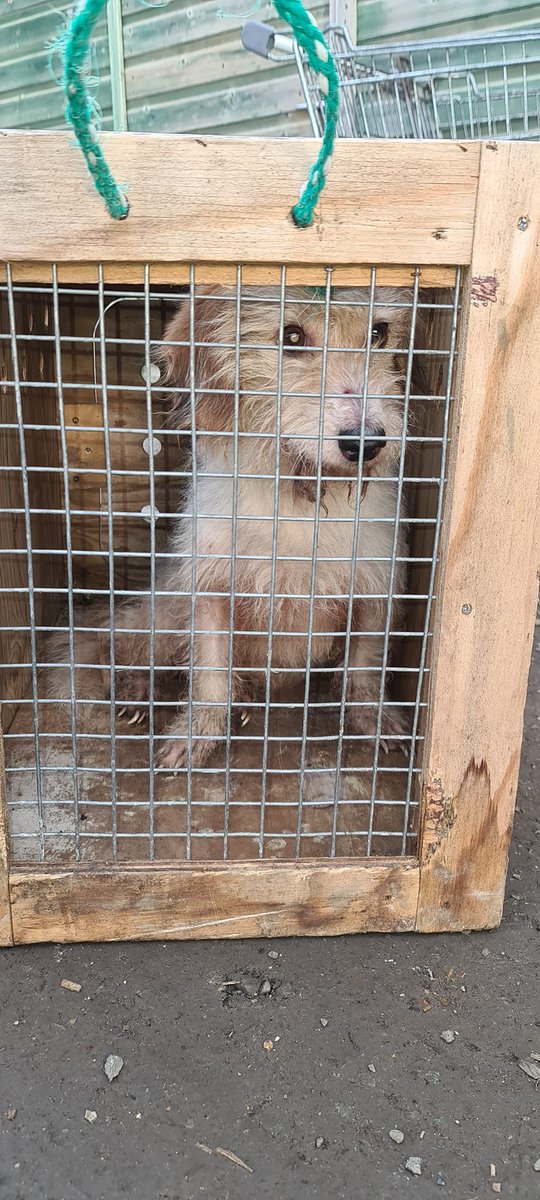 AdoptionsUk's tweet photo. Please retweet to HELP FIND THE OWNER OF THIS DOG FOUND #Worcestershire #England 

FOUND 31 Jan 2022 - now with the dog warden. This dog could be missing from anywhere in the #UK. 

More information👇
https://t.co/QM3SkdgoRw
#dogs #Monday #UK #pets #Missing #Stolen https://t.co/h9NLWazRVZ