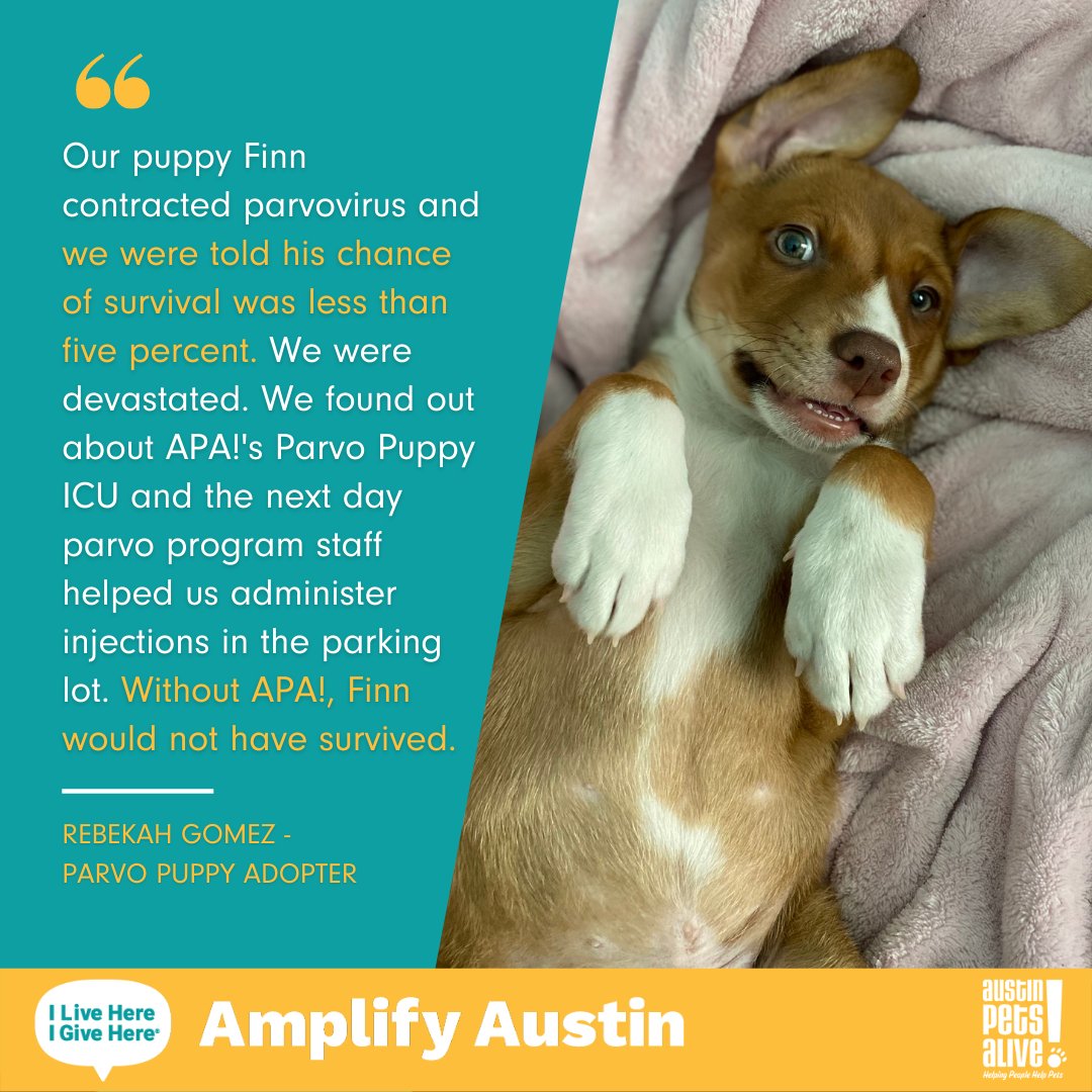 austinpetsalive's tweet photo. When you #AmplifyLifesaving today, you allow our lifesaving programs to become more accessible to people like Rebekah and give pets like Finn a chance! 

Give today to double your impact for pets like Finn who need us most. 

https://t.co/xOhyLtI74V https://t.co/aCwKB8dYcT