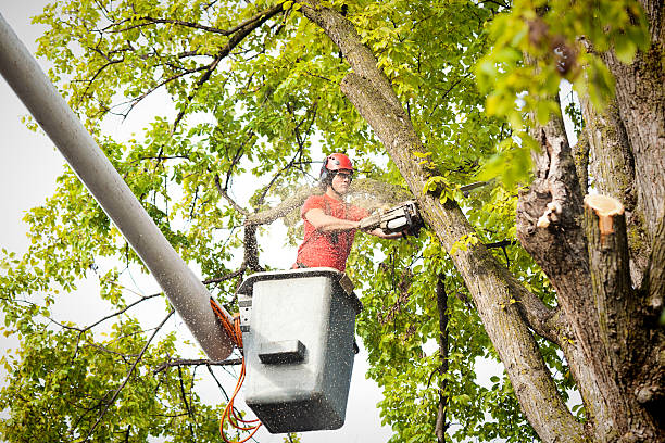 jonnys_spray's tweet image. Have you been looking for a professional arborist? What kind of tree care services do you need the most? Share your comments. #TreeCare #TreePestControl