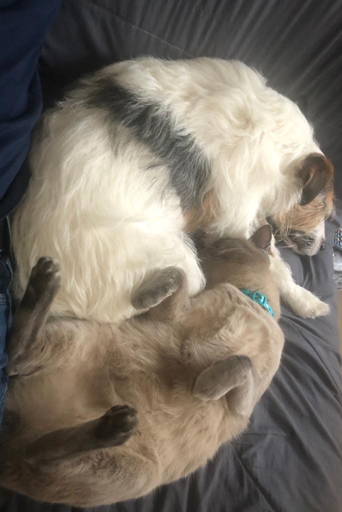 Ying and yawn
#dogsoftwitter #CatsOfTwitter