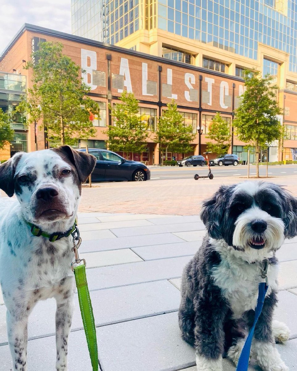 Ballston (@ballston) on Twitter photo Arlington might be the fittest city, so does that mean we have the fittest pups as well — we think so! 🐶 Ballston is #FULL of parks and walking paths, to make it the perfect place to keep your pups healthy and fit. #LifeIsFULL
📸: <a href="/wethedogsdc/">We The Dogs Inc</a> @lincoln.thegoodestboy Arlington might be the fittest city, so does that mean we have the fittest pups as well — we think so! 🐶 Ballston is #FULL of parks and walking paths, to make it the perfect place to keep your pups healthy and fit. #LifeIsFULL
📸: <a href="/wethedogsdc/">We The Dogs Inc</a> @lincoln.thegoodestboy