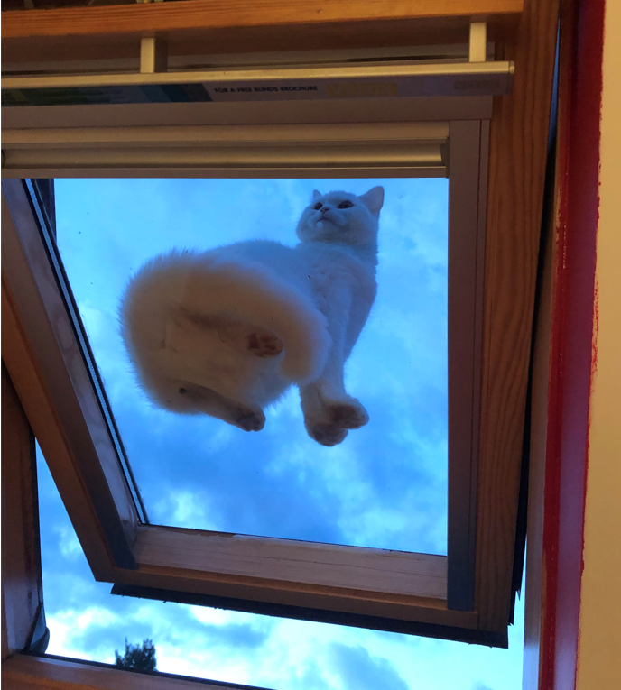 Koza Gergo Kozagergo Twitter