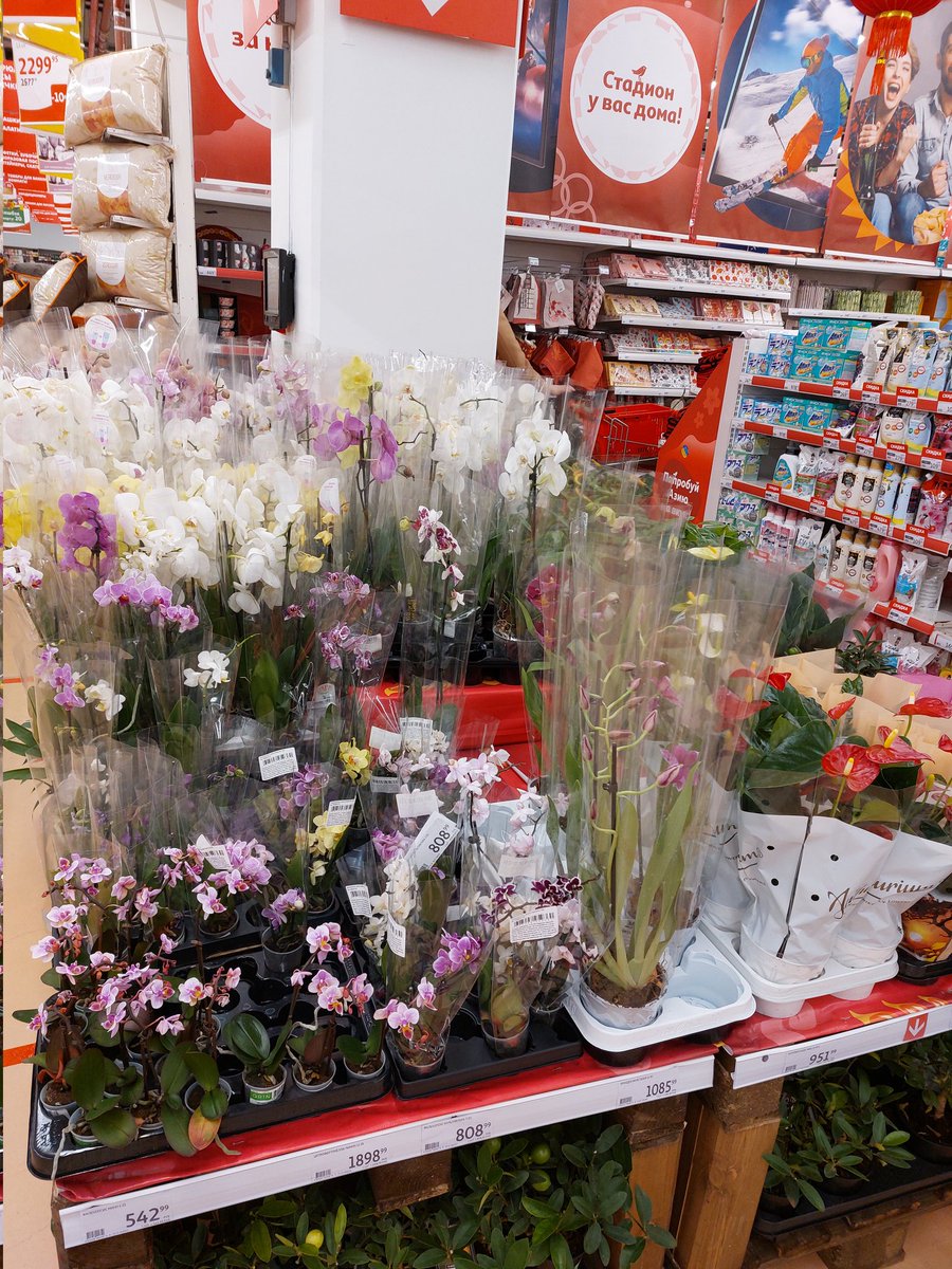 Your_oxygen_chu's tweet photo. Когда мне кто-то говорит, что не хочет дарить своему партнеру цветы, потому что они дорогие
Я: ашан, все в диапазоне до 700р😑 https://t.co/p0foMYYJrl