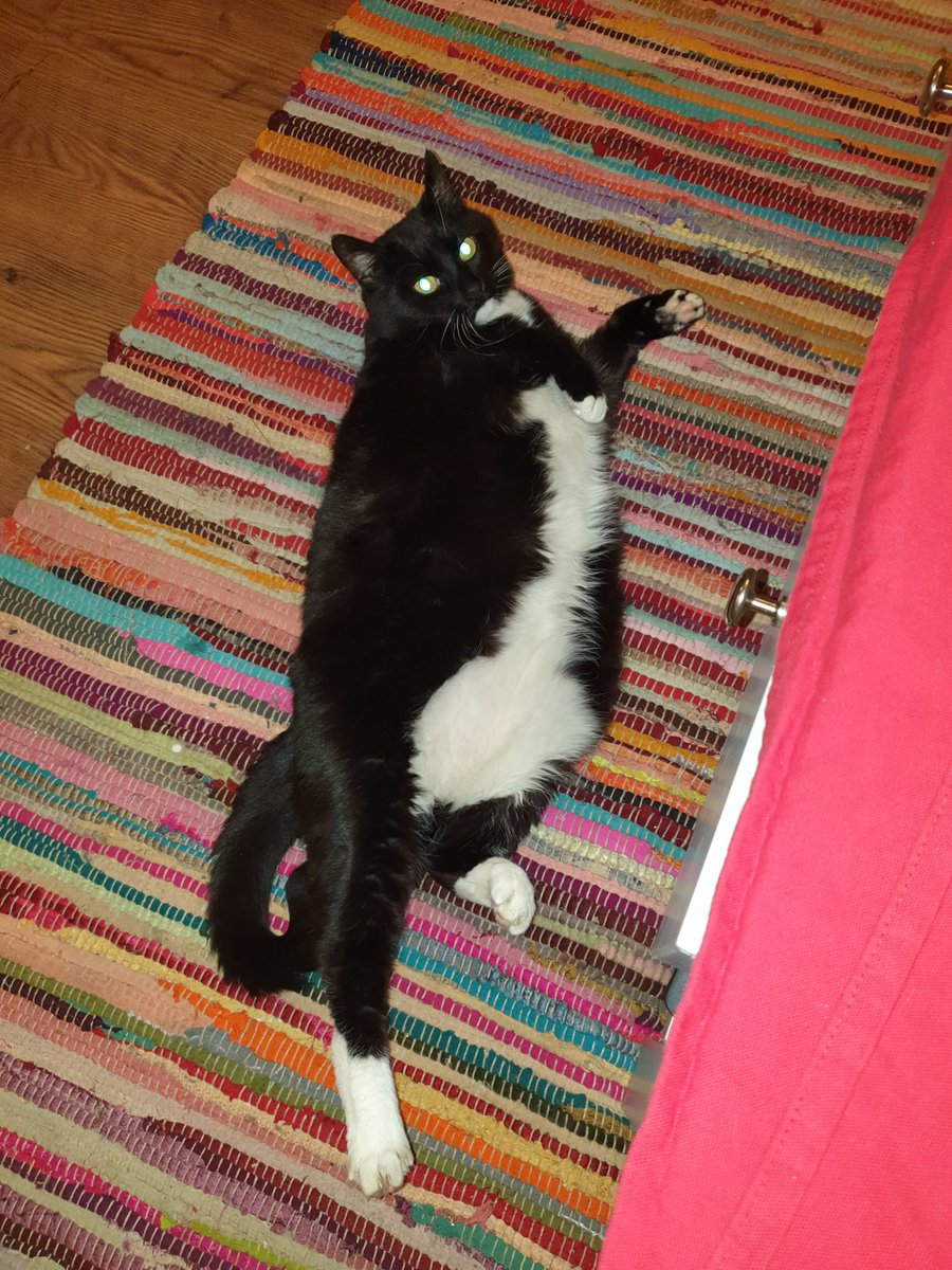 juamei's tweet image. Paint me like one of your French ladies #CatsOfTwitter #paintme