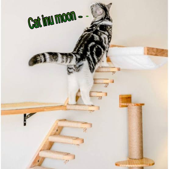 Will the cat get the moon? I'm sure this cat will be the strongest community in 2022

#ElonMusk #Binance #BinanceCat #BinanceNFT #BinanceSmartChain