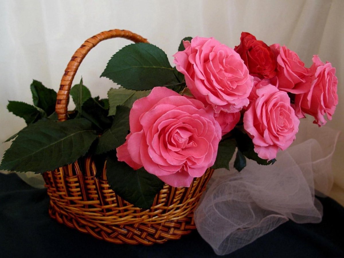 m534652510's tweet photo. @sdhgyedf أم جودي ياصقع🌹��🌹🌹🌹 https://t.co/Kwa4Aet9Ry