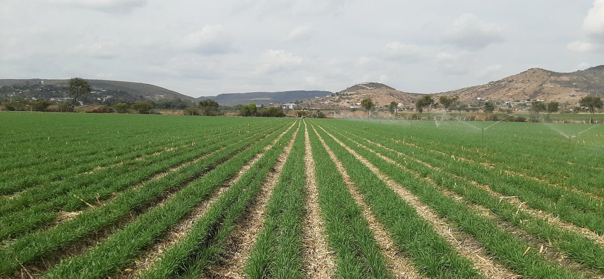 Alejandro081192's tweet photo. Siembra, germinación y desarrollo, los cerros son testigo! https://t.co/PS6pmxTJKE