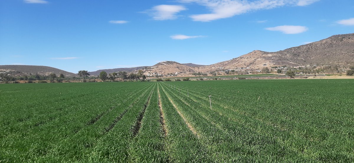 Siembra, germinación y desarrollo, los cerros son testigo!