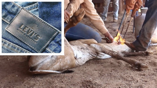hdtioJWV9FT38Jo's tweet photo. Cows Are Burned and Beaten for Leather Patches Tell
#Levi 's to Stop torturing animals for fashion
#DontWearAnimalsSkins #AnimalAbuse
#FurIsDead #CaptivityKillss #AnimalAbuse #GoVegan🌱For the #animals #Compssion is the #Feuture https://t.co/ZD9ZSvfLOO