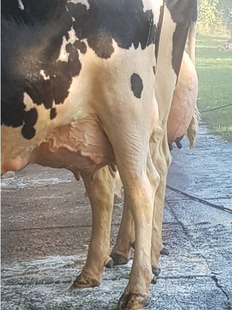 LebenSchones's tweet photo. Video: Gestresste Tiere auf Reister Markt in Eslohe teils grob behandelt https://t.co/swhNM5VYxs #vegan #veganismus https://t.co/NUJyjFO5Gt