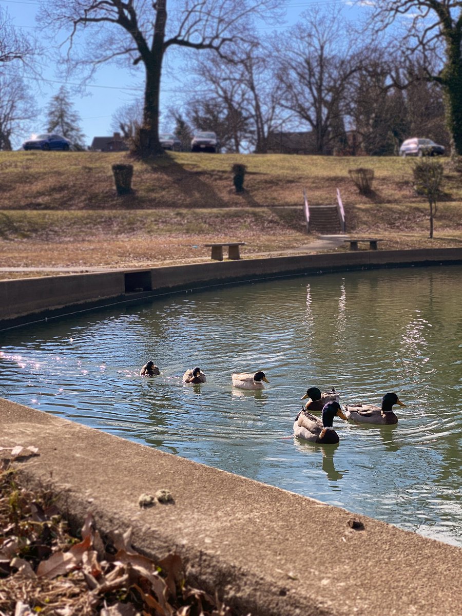 ChilhoweePark's tweet photo. What's your favorite animal you've seen at Chilhowee Park? 🦆🦝

#cpec #LocalEvent #EastKnoxville #Knoxville
#VisitKnoxville #ChilhoweePark #Park https://t.co/h3rY8UlRSn