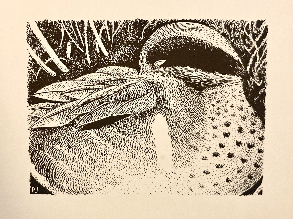philjo61's tweet photo. A couple of hours at Belvide this pm for the GW Teal my 4th in Staffs but 1st here, also good to catch up with @BelvideBirding and @i54foz and crap pic and an old sketch attached #BirdsSeenIn2022 https://t.co/tAy0vibRUw
