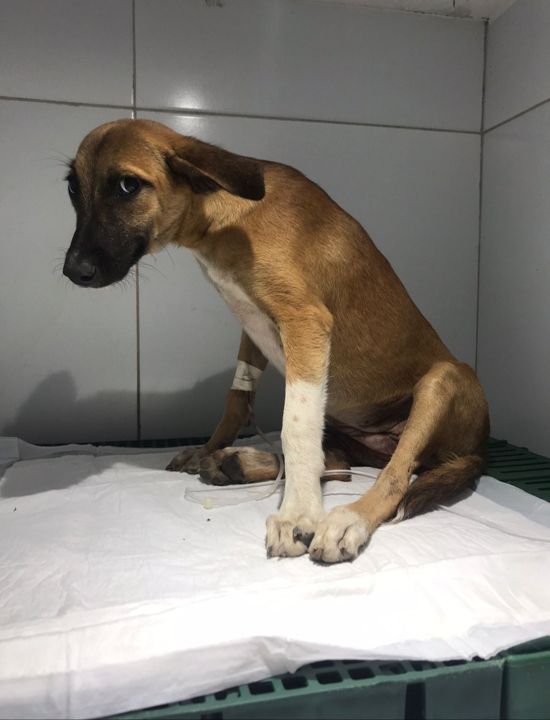 Dog Emergency Surgery Update 🐶

After Fast Surgery over the Weekend, we are over the moon to announce it was a success and  he will be hospitalized for physiotherapy and regain his movements. 

Thank you again to all for making this possible ! 🐶