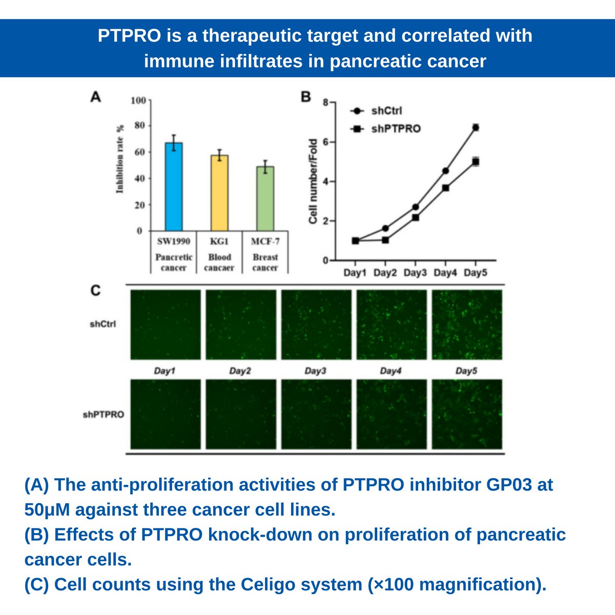 Nexcelom's tweet photo. A Journal of Cancer paper with Shandong University reports bioinformatic analyses reveal the potential oncogenic role of #PTPRO in specific #cancer types and suggest PTPRO may serve as a potential drug target for #pancreaticcancer.
Read more: https://t.co/ugvA6teedr https://t.co/Cz8m67Bmnn