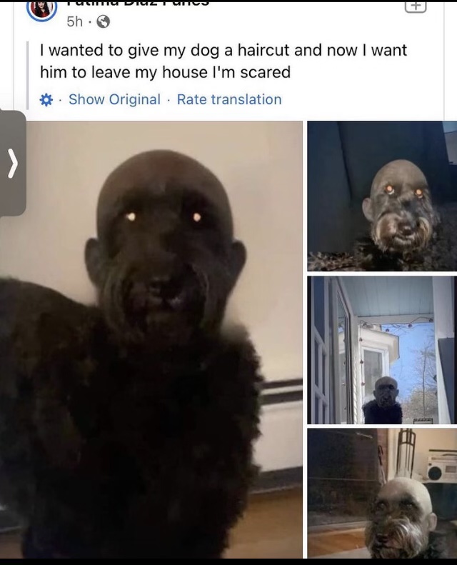 CandyGoat's tweet photo. Helt sjukt att man rakar huvudet på sin hund... 😡 Hunden ser ju svinledsen ut nu 😥 https://t.co/3gIqfM8YzM