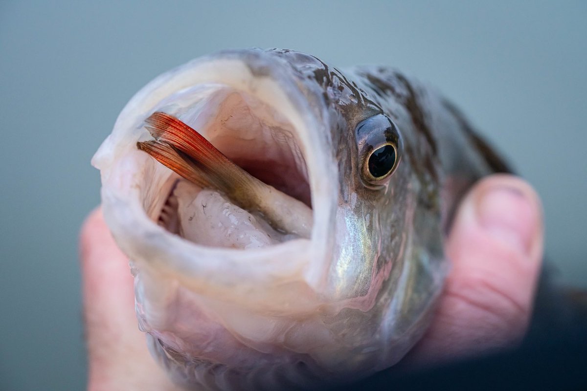 TackleGuru's tweet photo. 🎣🐟 PERCH PERFECTION 🐟🎣 LIVE NOW on the TackleGuruTV YouTube Channel is the latest addition to the Gurus On The Bank series! Gurus Brand Manager Adam Rooney goes in depth into how exactly he goes about targeting the large resident Perch of Makins Fishery in Warwickshire🔥 https://t.co/COs6cr27U4