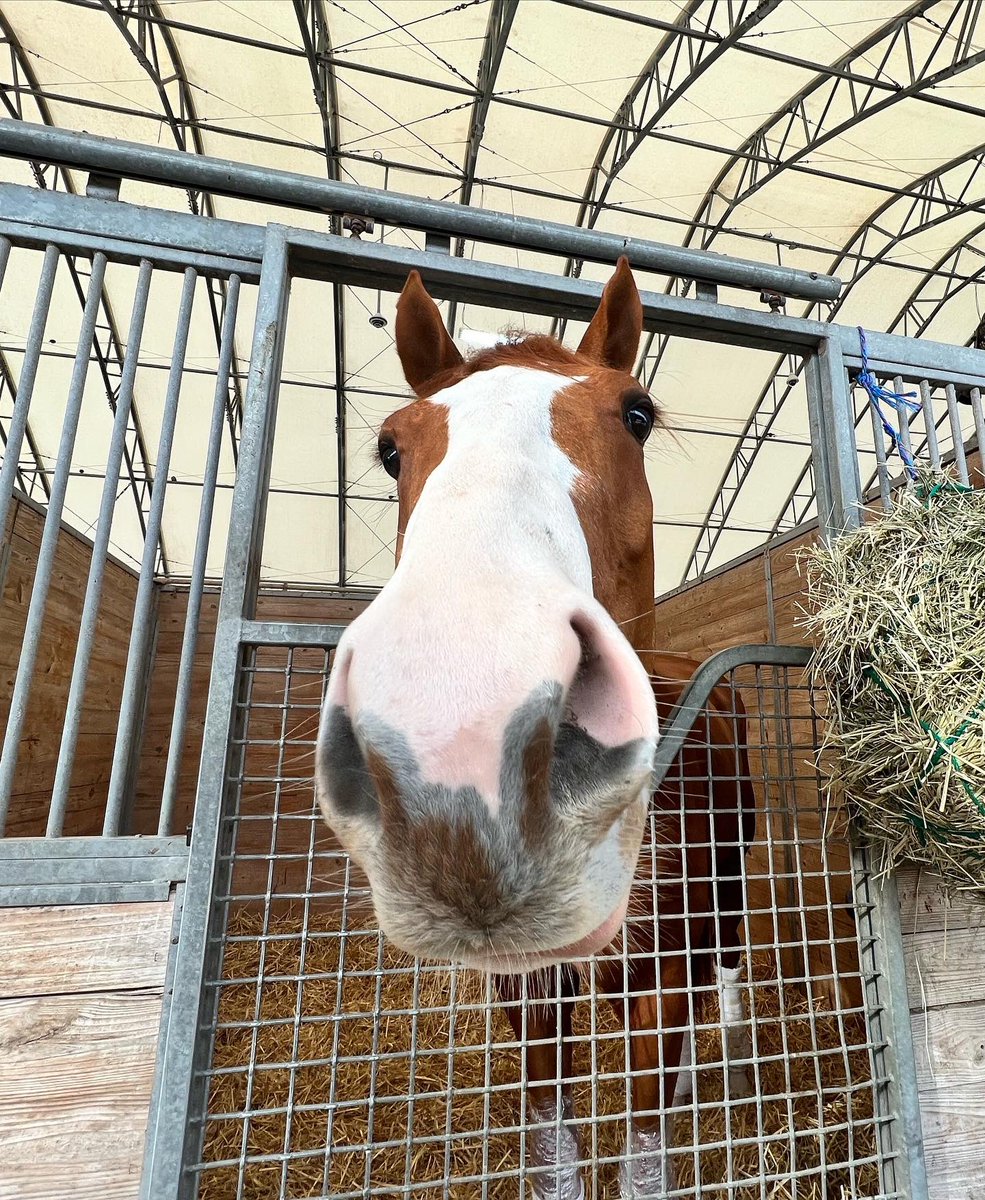blugrasschatter's tweet photo. Pegasus World Cup. One for the books!
#LifeisGood #KnicksGo #StilletoBoy #ColonelLiam 

#TBLove #Champs #❤️

@PegasusWorldCup @1ST_Racing @GulfstreamPark 

📸 Life is Good: @katejonesstudio 💖 https://t.co/KDu7p72eqe