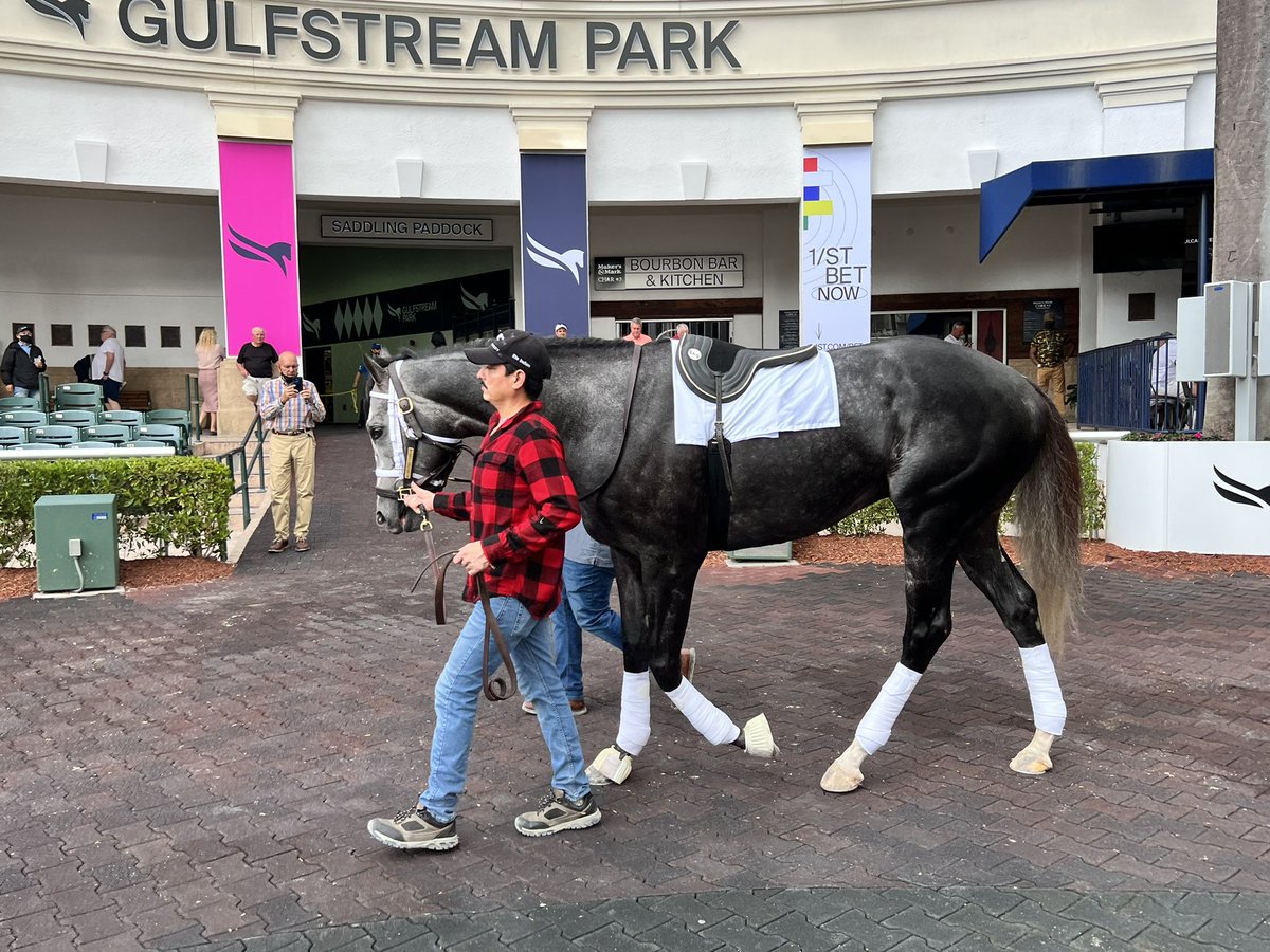 blugrasschatter's tweet photo. Pegasus World Cup. One for the books!
#LifeisGood #KnicksGo #StilletoBoy #ColonelLiam 

#TBLove #Champs #❤️

@PegasusWorldCup @1ST_Racing @GulfstreamPark 

📸 Life is Good: @katejonesstudio 💖 https://t.co/KDu7p72eqe