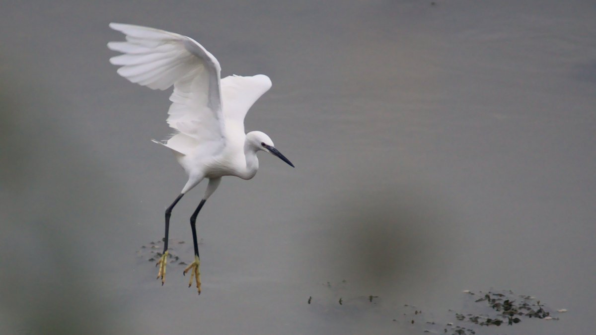 TheUniqueSphere's tweet photo. Little Egret
#birding #birdwatching #TwitterNatureCommunity #birdphotography https://t.co/RqJppt4yAK