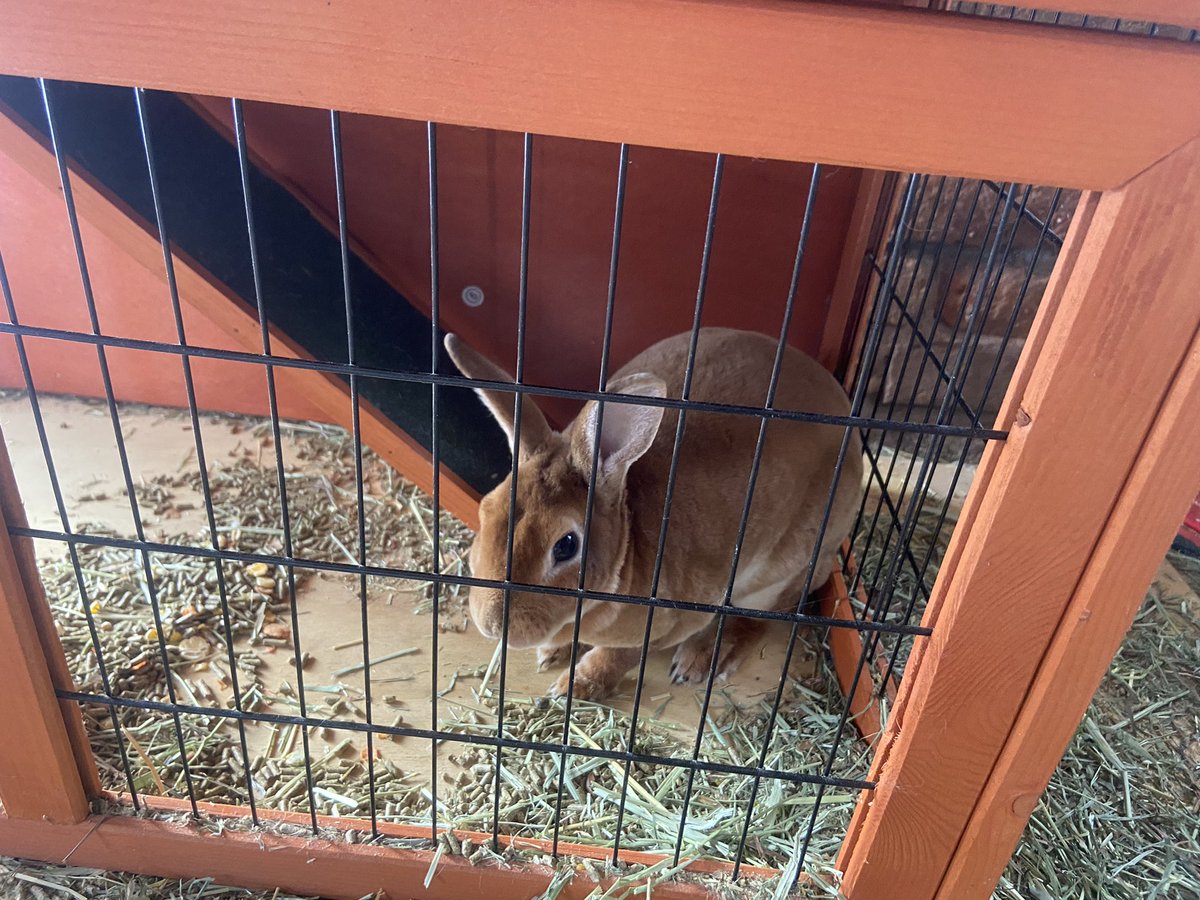 ThroneAdam's tweet photo. Female mini breed rabbit. She is 8 months old (fully grown), her name is Mars. Super friendly and personable, and potty trained!! DM for info 🐰 https://t.co/yr9lfrrw3K