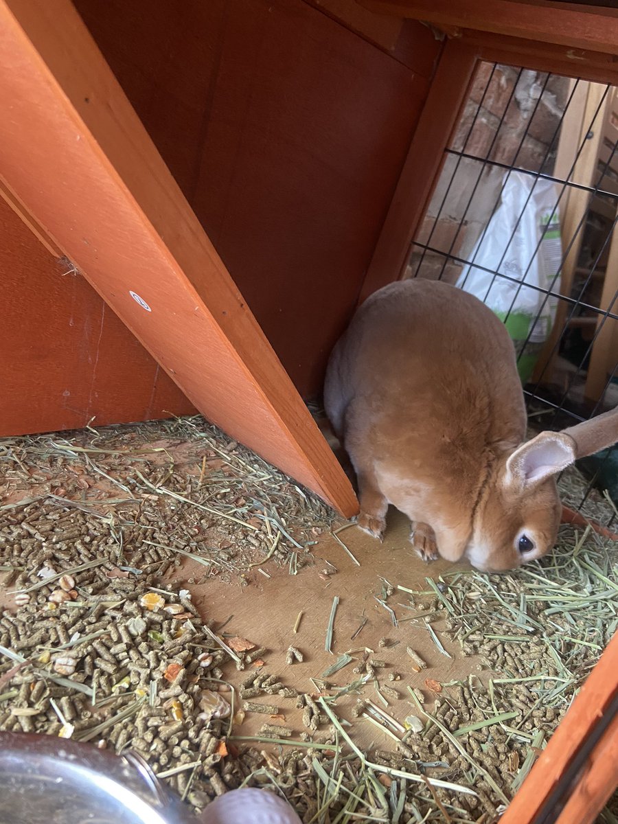 ThroneAdam's tweet photo. Female mini breed rabbit. She is 8 months old (fully grown), her name is Mars. Super friendly and personable, and potty trained!! DM for info 🐰 https://t.co/yr9lfrrw3K