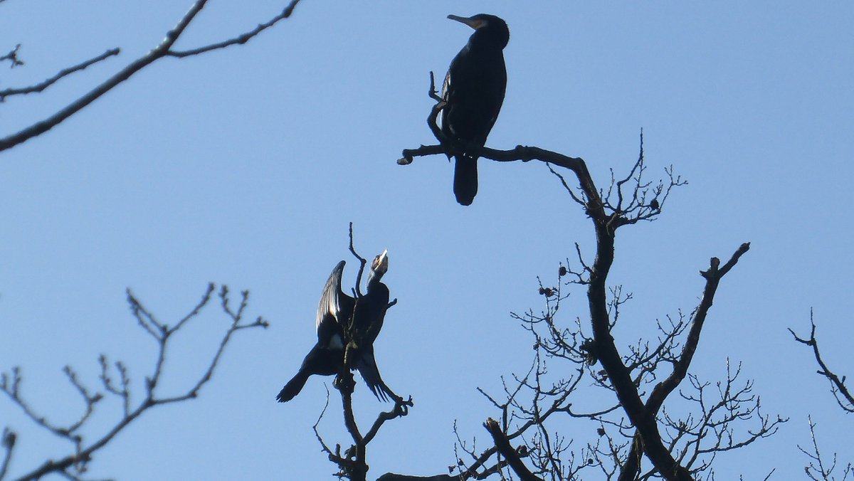 In het oog van storm Corrie was het vanmorgen rustig.
De #Aalscholvers zaten dan ook veilig in de hoge bomen langs de Bakkeveensevaart te drogen en te poetsen...
