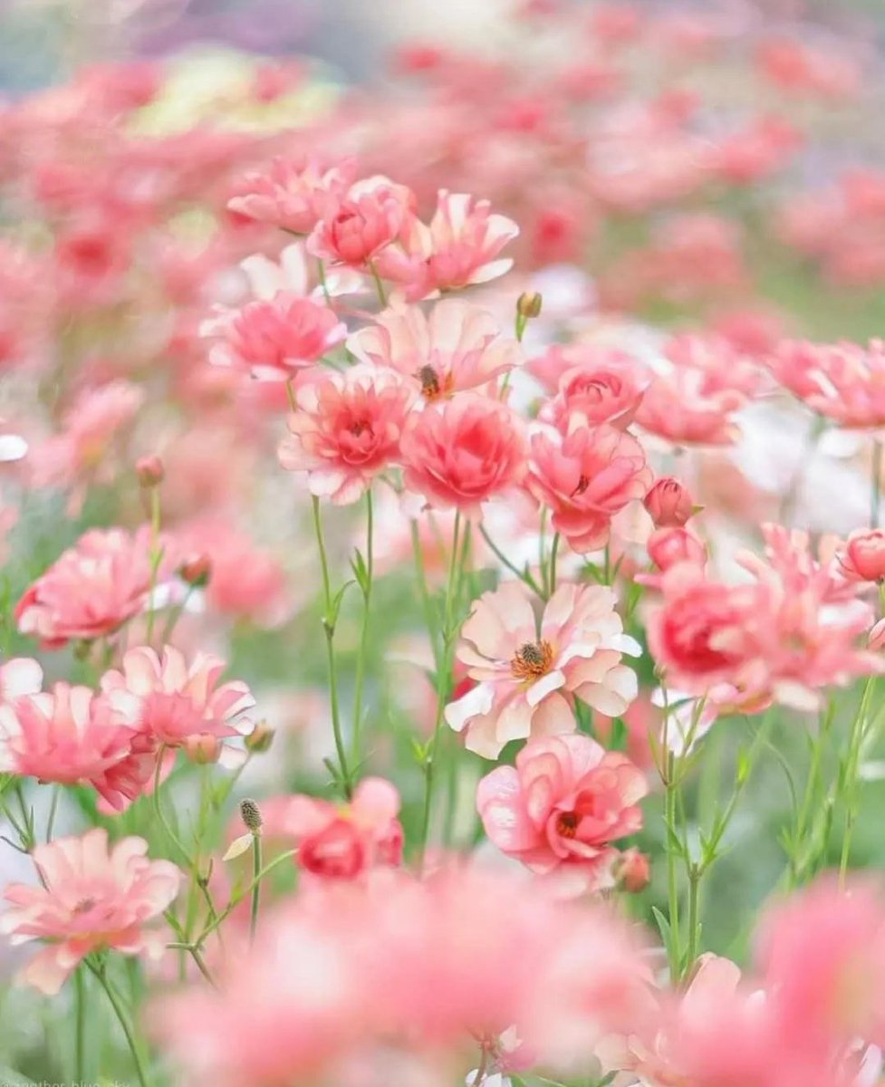 Angel_Stockler's tweet image. :¨·.·¨:
 `·. .🌸   .⋆*ೄ.•*¨*•.🌿🌸🌿.⋆*ೄ.•*¨*•.