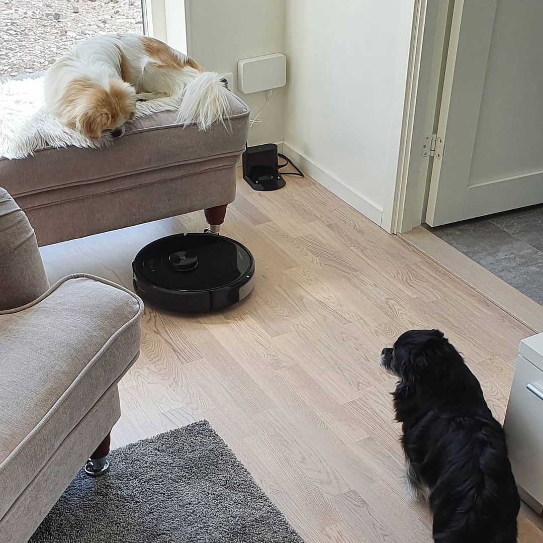 roborockaus's tweet image. &quot;Now our cleaning aide has moved in, and after vacuuming, it has picked up all the dog&apos;s hair.&quot;

If you&apos;re like @sportchefens_fur whose two fur babies shed non-stop, Roborock S6 MaxV can easily get rid of all the fur and debris on your floors.

Buy one! #dogs #RoborockS6MaxV