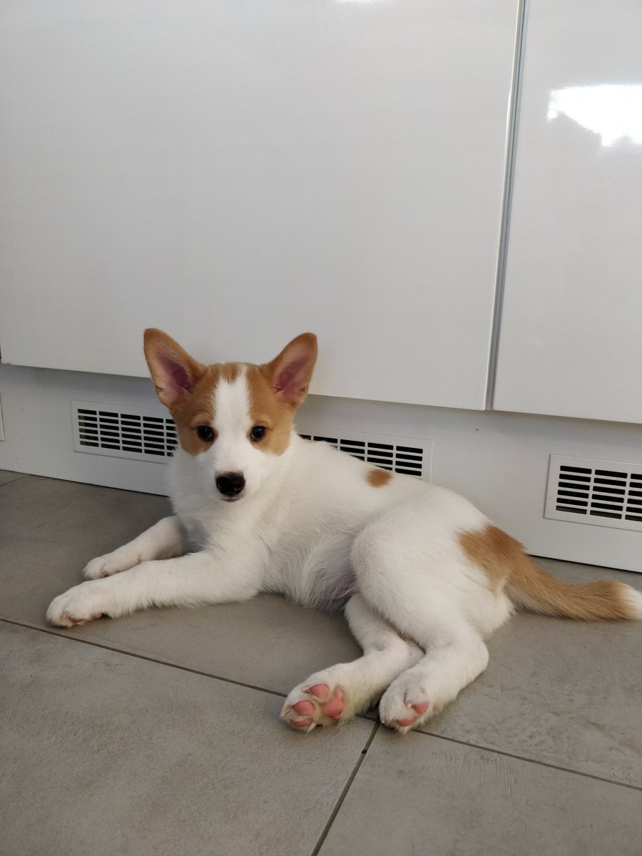 Naeldia's tweet photo. There is a new boy in my life...a good boy, obviously. https://t.co/aH82Rj3Bnn