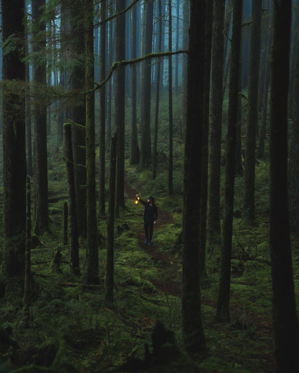 Wandering through the wilderness 🌳