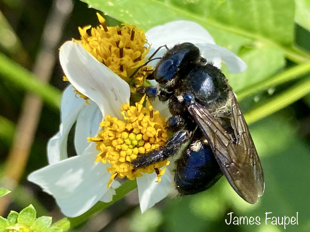 First native bee of 2022! I only had to drive 18 hours to the only warm part of the continental US to see a native bee months earlier than I normally would have 😆! Xylocopa micans, the all black, southern carpenter bee.  #nativebees
