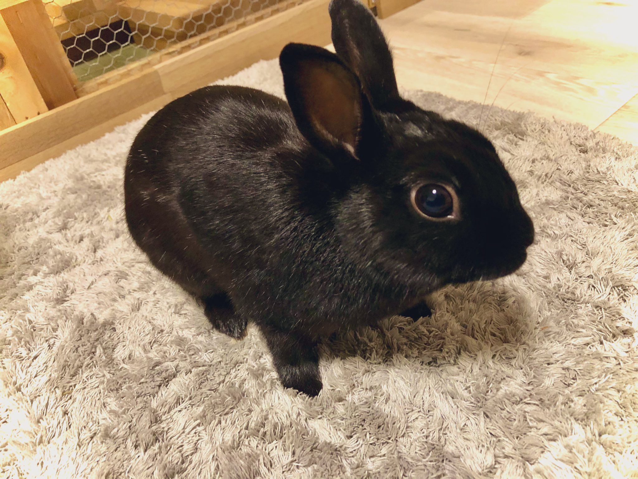 黒うさぎのくぅちゃん on X: 