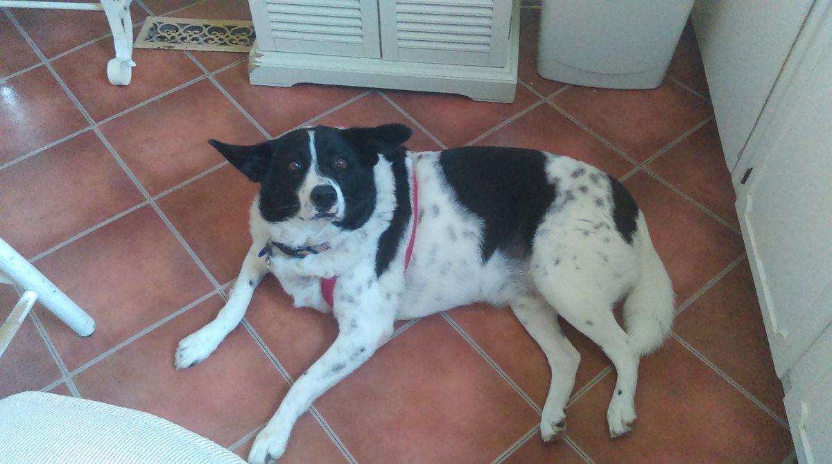 Rest In Peace, George. You were a very good boy. I will always remember the day my friend gave you to us all those years ago. You were just a puppy back then. I have to say good-bye for now, hoping we will all be reunited in the end. Say hello to everyone for me. I love you. 💙❤️