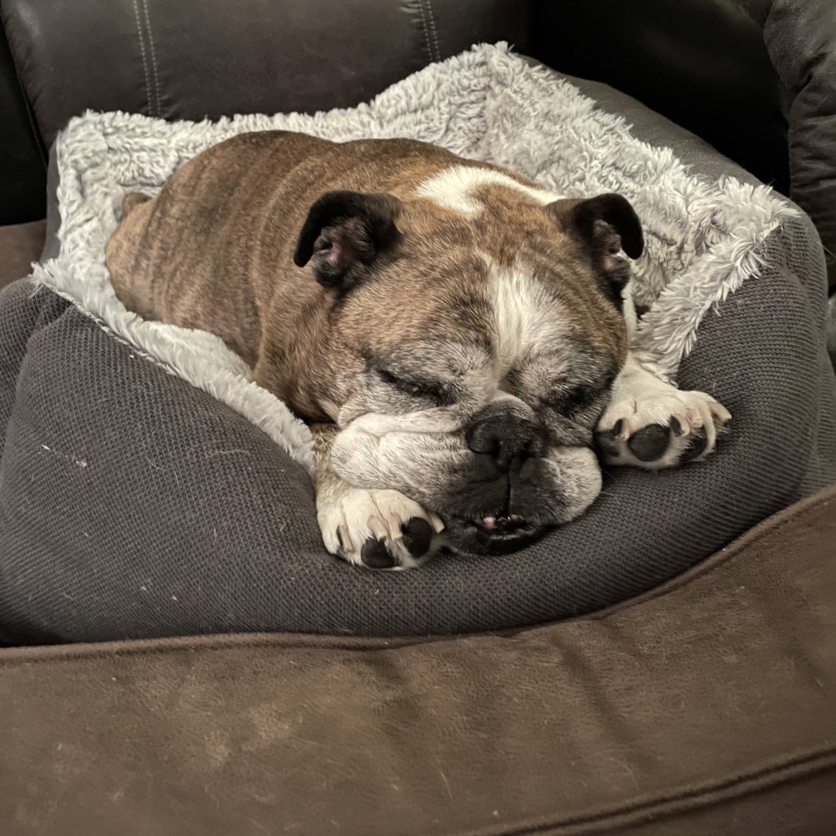 TobyBully's tweet image. The peaceful sleep of a shameless Timbit thief 😎