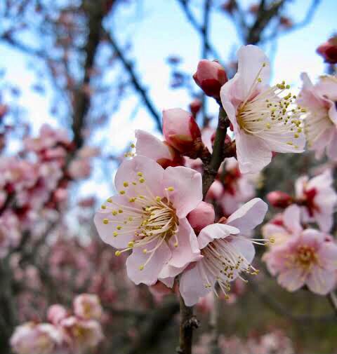 تويتر もも على تويتر Nadeshico7 Hanaさ んこんにちは こちらこそいつもありがとございます 一月も早かったですが今月は更に早そうですね 暖かくして充実の如月となりますよ に 梅の花はほんと可愛いし香りがいいですね 今月もよろしくお願いしま す