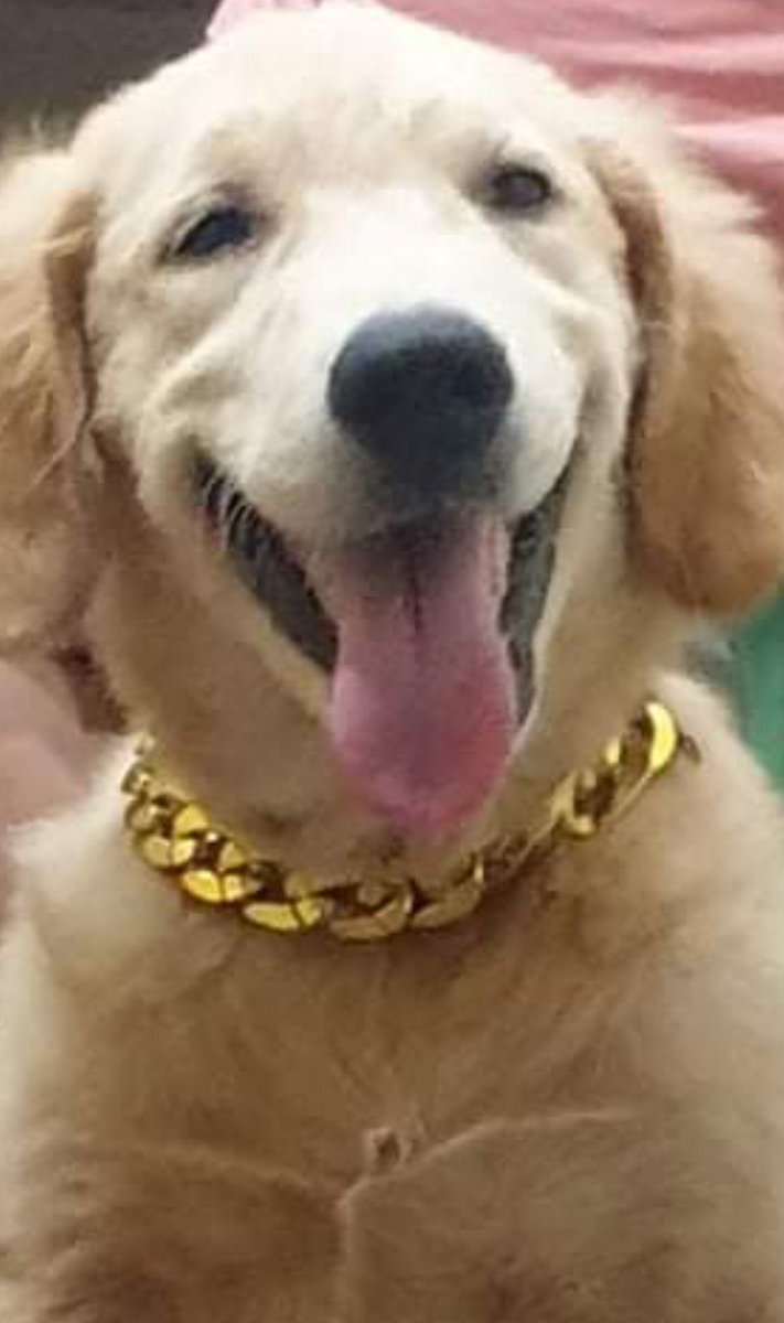 Tobas06's tweet image. Really thought of you today &amp;amp; back in the day when a dog🐶 enjoyed life more than humans. Keep chilling 🙏