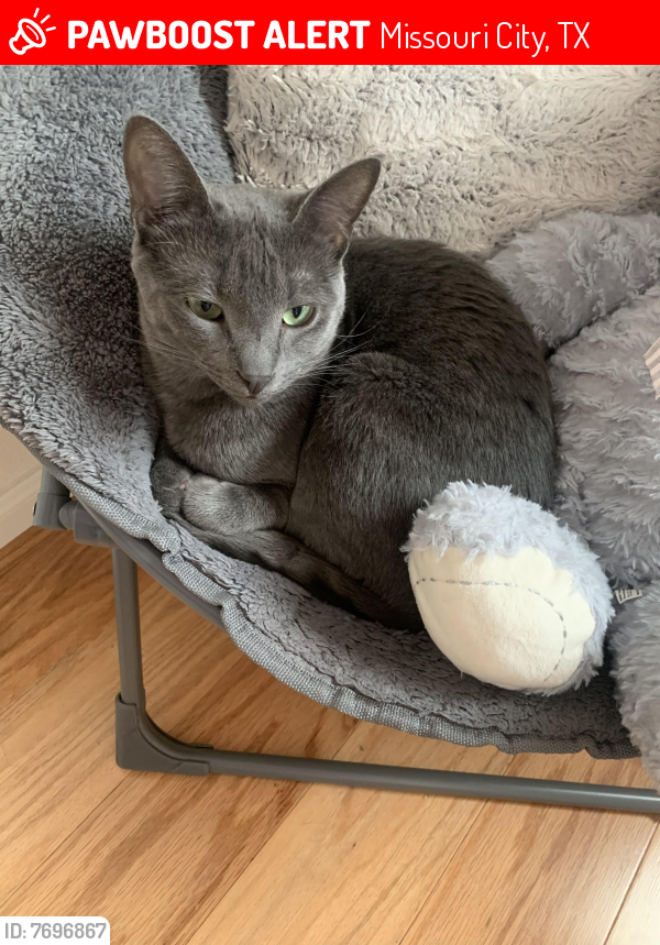 TXLostPets's tweet photo. Please RT! Hendrix went #missing on January 30, 2022 in Missouri City #Texas 77459 near Anderson Springs Sienna Plantation #lostcat #lostpets #pawboost https://t.co/s0Dmk8pcvL https://t.co/WJIHw8fzcy