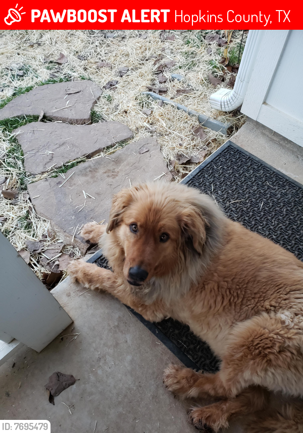 TXLostPets's tweet photo. Please RT! Bandit went #missing on January 29, 2022 in Hopkins County #Texas 75431 near Highway 11 Como, TX #lostdog #lostpets #pawboost https://t.co/4RfgtL6IEq https://t.co/MbizkRgXNJ