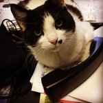 Photo by Scottsdale Cat Clinic (@CatClinic)