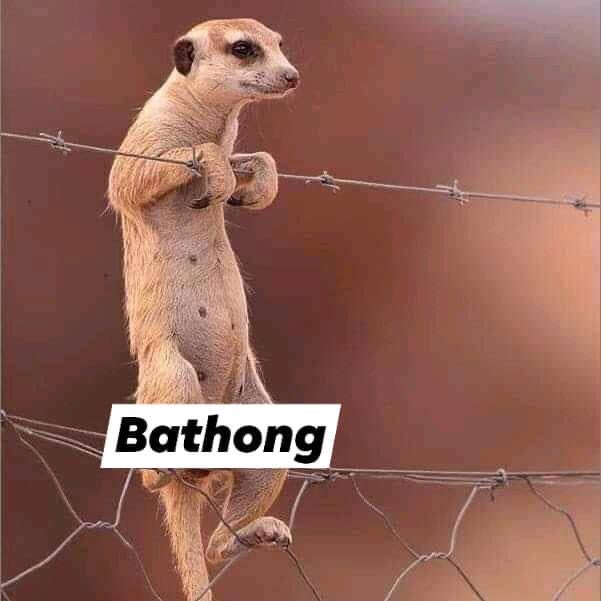 Brian Simelane tweet media