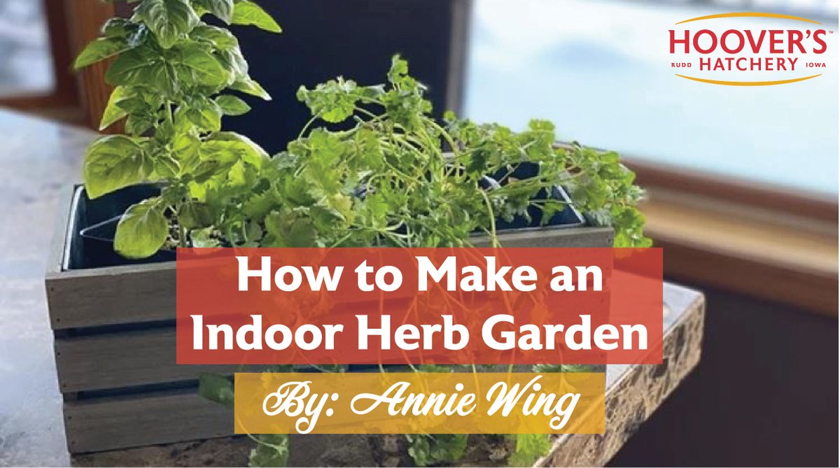 "It’s the end of January in Minnesota. I enjoy gardening, being outside with my family and pets, and going for long walks on lazy summer days. We are far from that here, so I decided to bring some green into our home this week!" Read more here bit.ly/34l3tnG🌱🌿