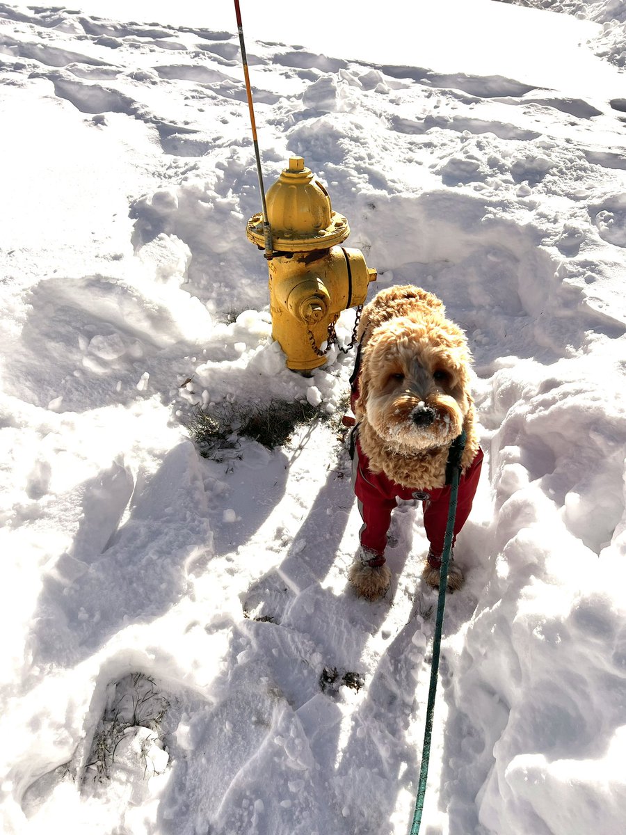 KRISTYKLEE22's tweet photo. Shovel out the hydrants for firefighters… and passersby 😘 @NBC10Boston #blizzard2022 #mymilo https://t.co/mne8KcwtP8
