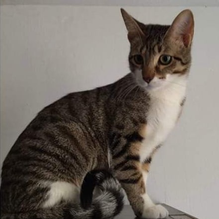 MasnouGats's tweet photo. 📢📢
ATENCIÓ! La Mia s'ha perdut per C/Capità Antoni Pagès Millet (El Masnou). Duu xip i no està esterilitzada. Si la veus contacta amb la seva família 📲 600 875 167

#ElMasnou #XarxaBarcelonaPerduts https://t.co/ZpTNCY8Kf4